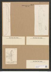 Diatomeae indet. Zeichnungen Sammlung Grunow Nr. 3279 (NHMW-BOT-W0370759)